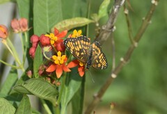 Chlosyne definita