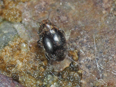 Pelochares versicolor