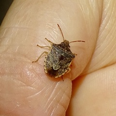 Dendrocoris humeralis