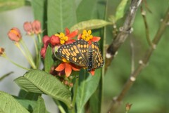 Chlosyne definita