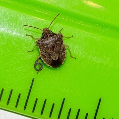 Dendrocoris humeralis