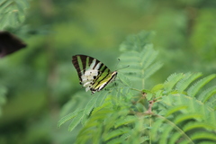 Graphium antiphates