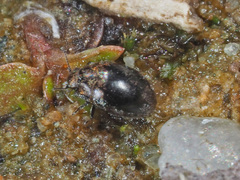 Pelochares versicolor