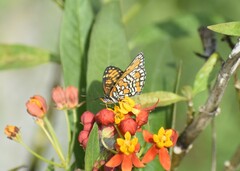 Chlosyne definita