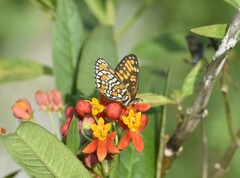 Chlosyne definita