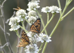 Chlosyne definita