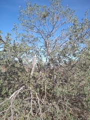 Quercus john-tuckeri