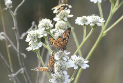 Chlosyne definita