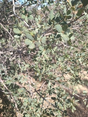 Quercus john-tuckeri