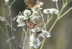 Chlosyne definita