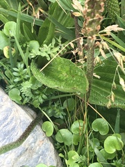 Plantago australis