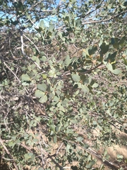 Quercus john-tuckeri