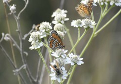 Chlosyne definita