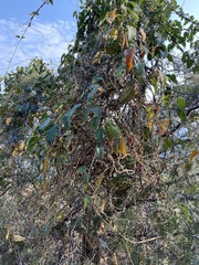 Gonolobus grandiflorus