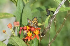 Chlosyne definita