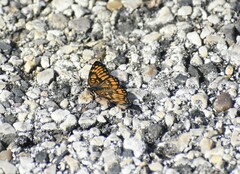 Chlosyne definita