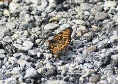 Chlosyne definita