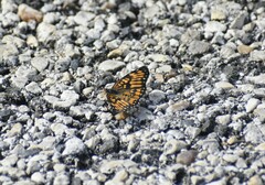 Chlosyne definita