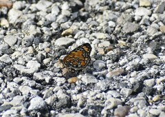 Chlosyne definita