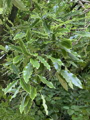 Pittosporum eugenioides