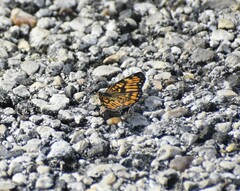 Chlosyne definita