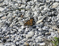 Chlosyne definita