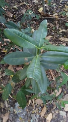Calophyllum inophyllum