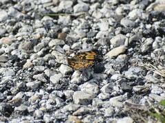 Chlosyne definita