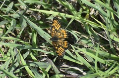 Chlosyne definita