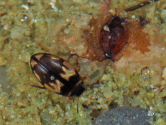 Hydroglyphus geminus