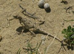 Phrynocephalus versicolor