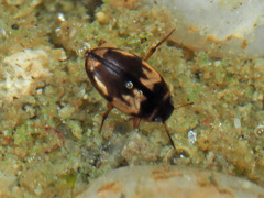 Hydroglyphus geminus