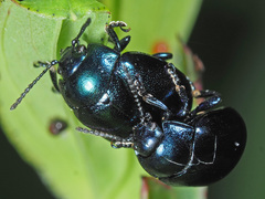 Chrysolina varians