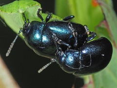 Chrysolina varians