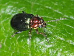 Crepidodera aurata