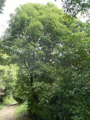 Pittosporum eugenioides