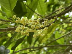 Pittosporum eugenioides