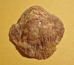 Pododesmus macrochisma