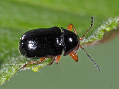 Cryptocephalus ocellatus