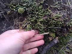 Kelleria dieffenbachii