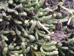 Kelleria dieffenbachii