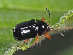Cryptocephalus ocellatus