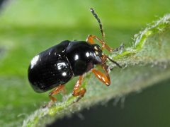 Cryptocephalus ocellatus