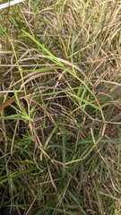 Panicum repens