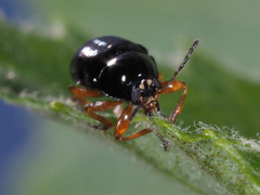 Cryptocephalus ocellatus