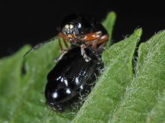 Cryptocephalus ocellatus