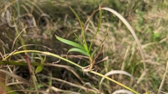 Panicum repens