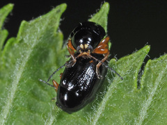Cryptocephalus ocellatus
