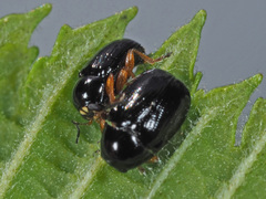 Cryptocephalus ocellatus