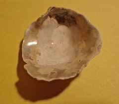 Pododesmus macrochisma